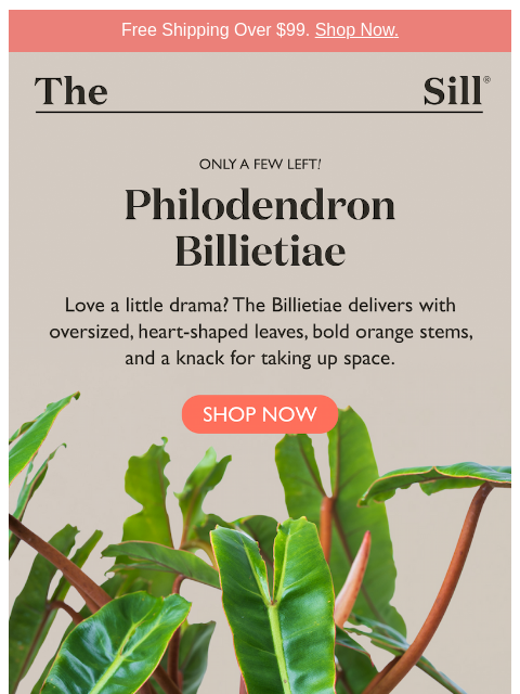 thesill newsletter: Love a little drama?