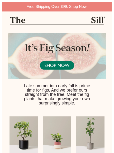 thesill newsletter: New to growing fruit? Start with figs.