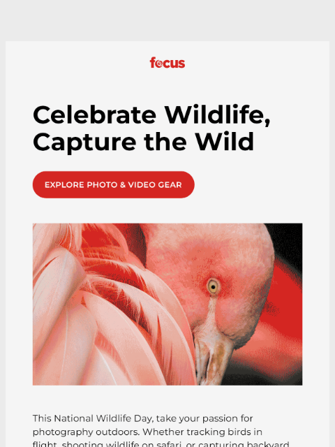 focuscamera newsletter: Capture wildlife in stunning detail 🦅