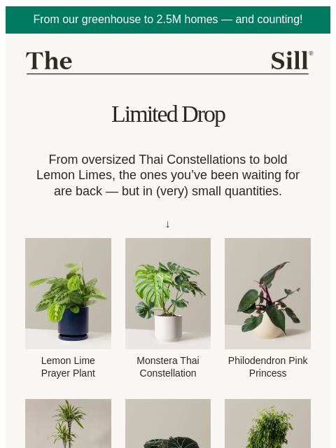 thesill newsletter: Oversized. Bold. Back.