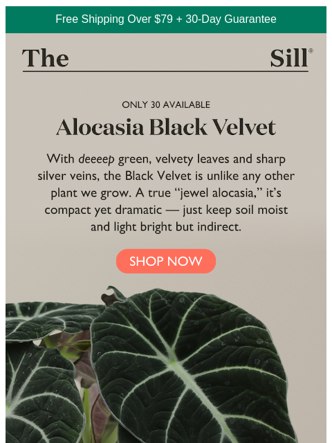 thesill newsletter: 🖤  Black Velvet 🖤