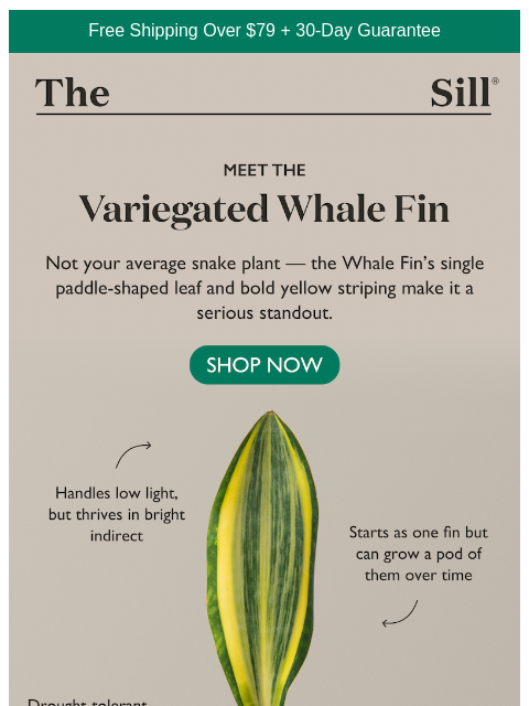 thesill newsletter: Our newest arrival is making waves
