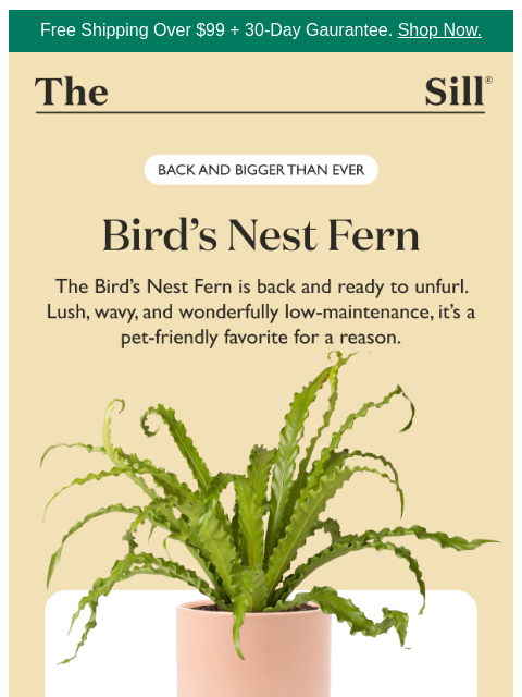 thesill newsletter: Your coffee table just found a new best frond.