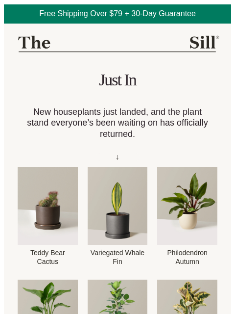 thesill newsletter: NEW NEW NEW