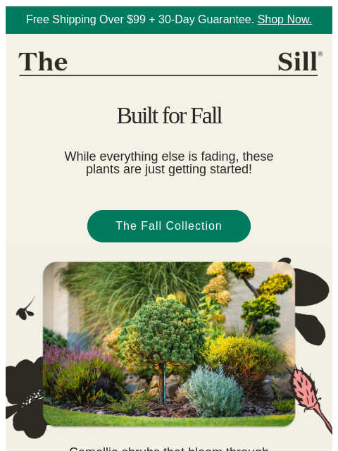 thesill newsletter: Proof fall doesn't have to be brown