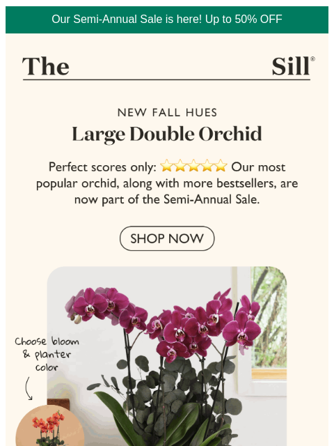 thesill newsletter: Our #1 orchid just joined the sale
