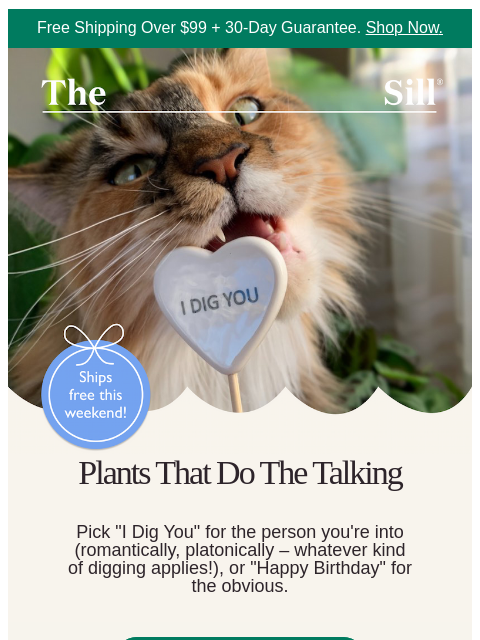 thesill newsletter: Why not tell them? 😏