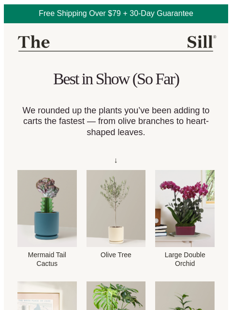 thesill newsletter: What everyone’s been snagging