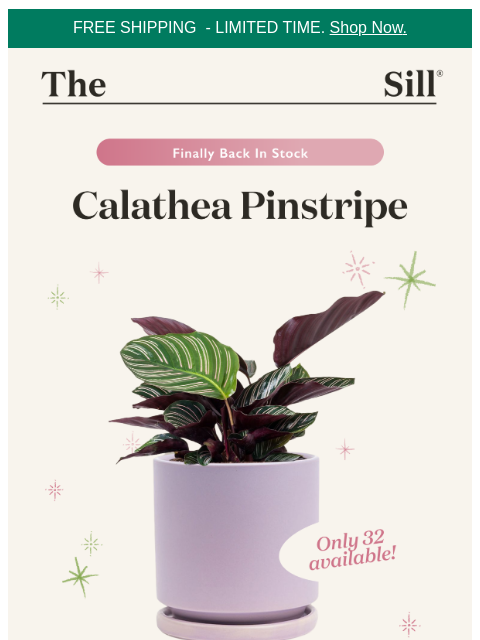 thesill newsletter: Only 32 available 📣