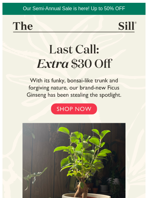 thesill newsletter: Final Hours: Extra $30 off Ficus Ginseng