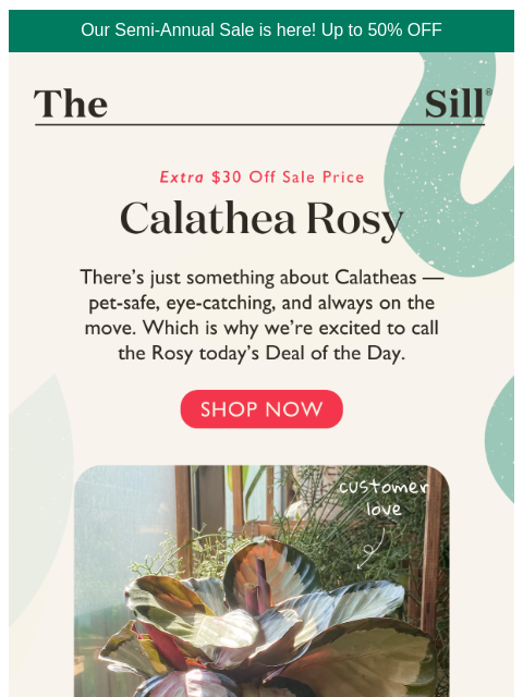 thesill newsletter: Extra $30 off the Rosy!