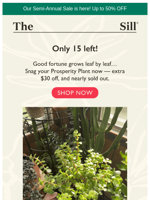 thesill newsletter: Only 15 left!