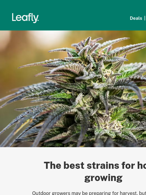 leafly newsletter: The best strains to grow at home 🏡