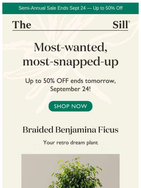 thesill newsletter: The Big 3 🏆 (On Sale)