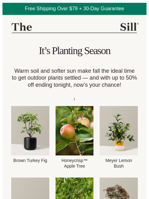 thesill newsletter: 🌳  Outdoor Picks to Plant Now (On Sale)