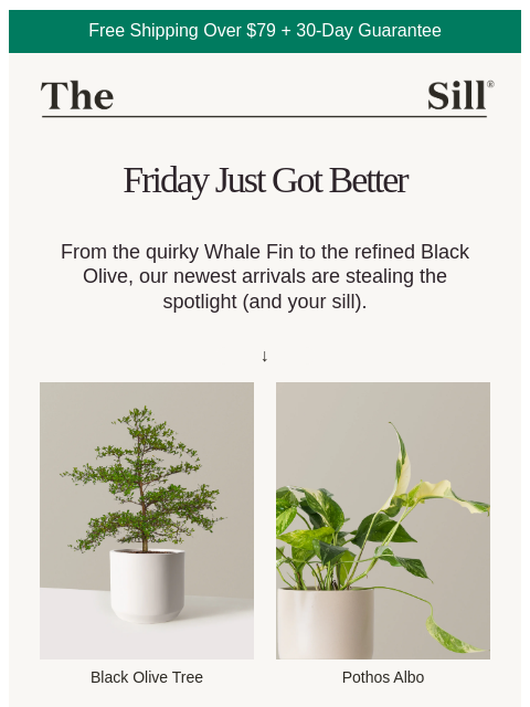 thesill newsletter: 🌱 NEW NEW NEW