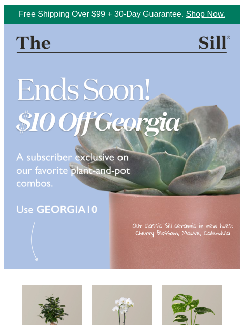 thesill newsletter: Petite, patterned, pet-safe & $10 off