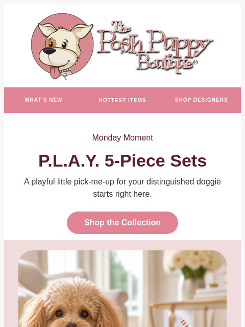 poshpuppyboutique newsletter: 5 PIECES OF FUN 😍