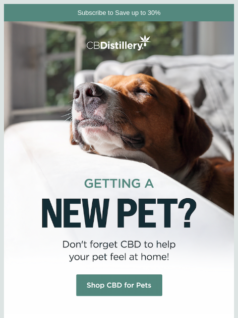thecbdistillery newsletter: Your New Pet Checklist