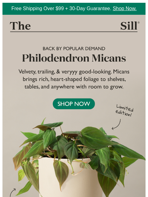 thesill newsletter: Our marketing manager's #1 philodendron is back