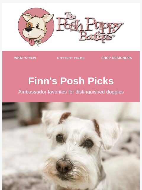 poshpuppyboutique newsletter: Finn’s Posh Picks: Don’t Miss His Favorites