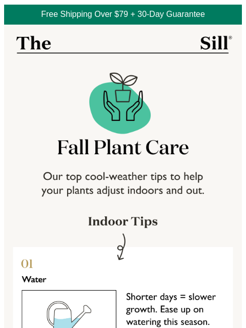 thesill newsletter: Fall Plant Tips You’ll Actually Use