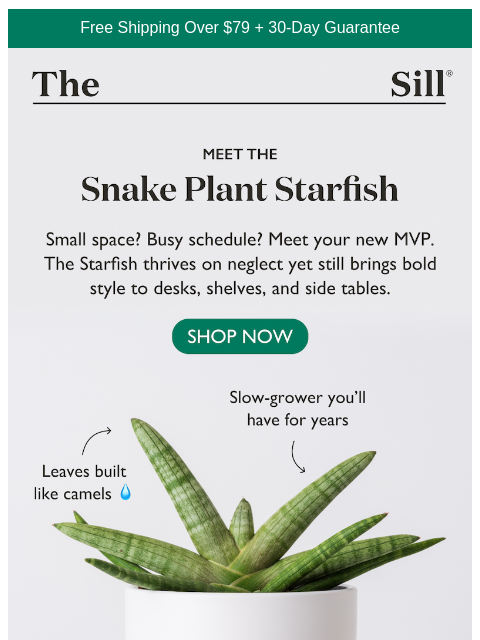 thesill newsletter: ⭐  Meet the Starfish ⭐