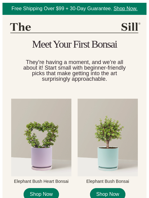 thesill newsletter: 👋, bonsai curious?
