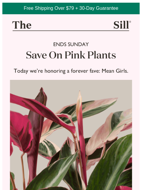 thesill newsletter: On October 3rd, we give 20% OFF