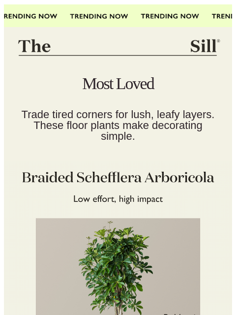 thesill newsletter: Most-Wanted Large Plants