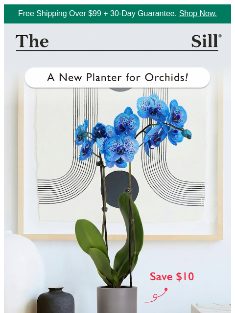 thesill newsletter: Two days only - $10 orchids!