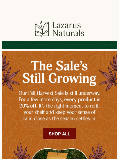 lazarusnaturals newsletter: Hey Friend, 20% off Is still in season 🍁