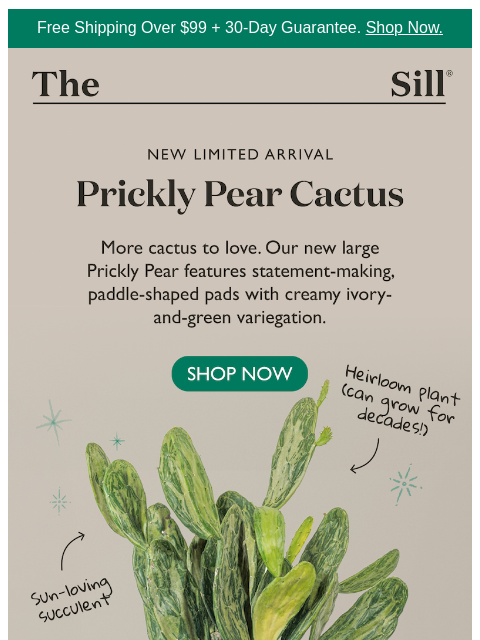 thesill newsletter: NEW large variegated cactus 🌵