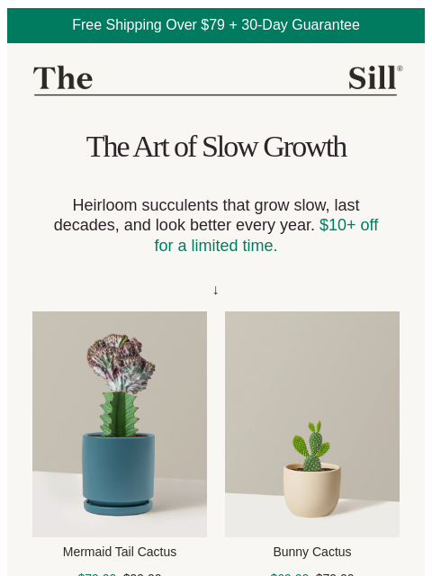 thesill newsletter: Enjoy $10+ off Succulents
