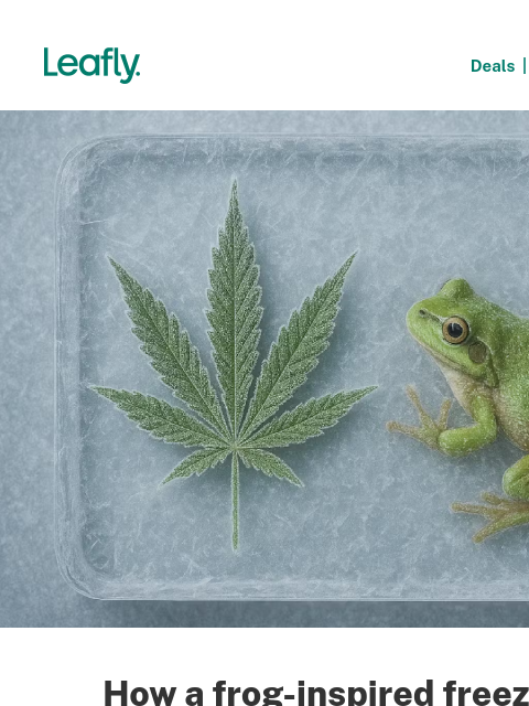leafly newsletter: What do frogs have to do with fresh frozen weed? �...