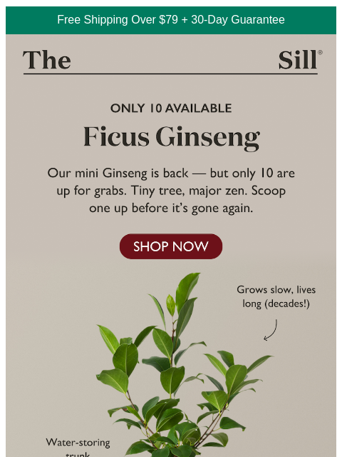 thesill newsletter: Just 10 zen trees up for grabs