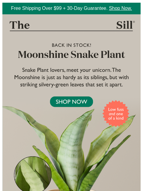 thesill newsletter: Snake plant lovers, meet your unicorn.