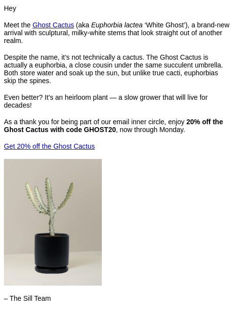 thesill newsletter: 20% off the Ghost Cactus — just for email insiders