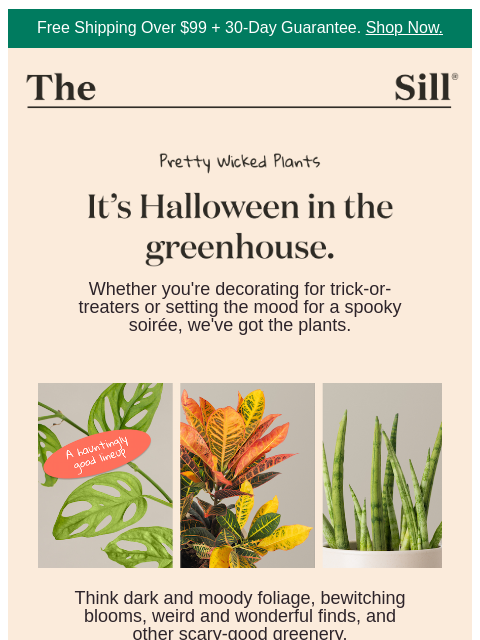thesill newsletter: A little hocus pocus 👻🎃🧙‍♀️