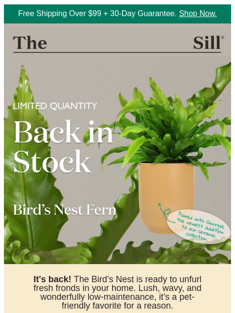 thesill newsletter: Look what flew back in...