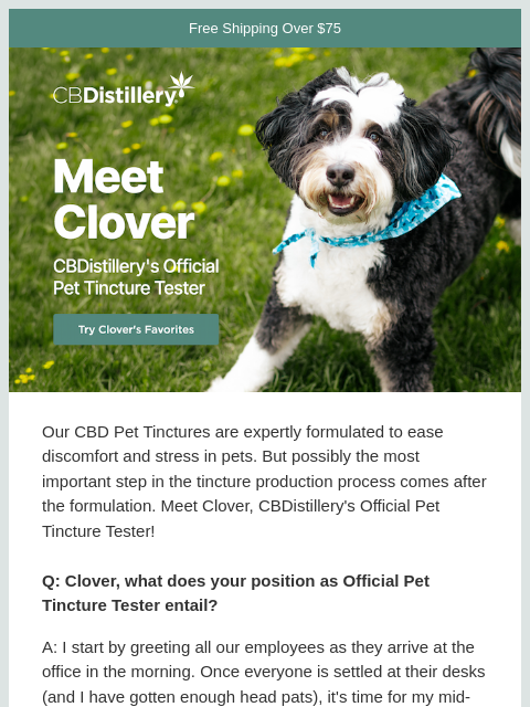 thecbdistillery newsletter: Meet Clover, our Official Pet Tincture Tester