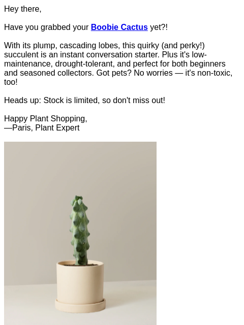 Hey there, Have you grabbed your Boobie Cactus yet?! With its plump, cascading lobes, this quirky (and perky!) succulent is an instant conversation starter. Plus it's low-maintenance, drought-