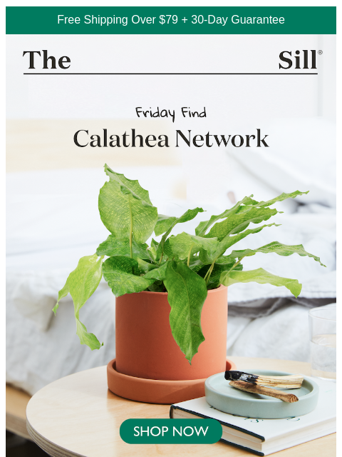 thesill newsletter: We're really excited about this one...