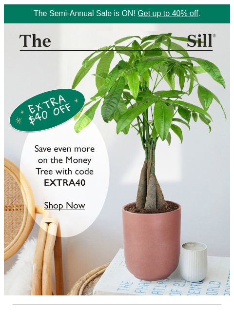 thesill newsletter: Fortune favors the late night shoppers