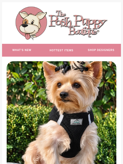 poshpuppyboutique newsletter: Every Color, 20% OFF!