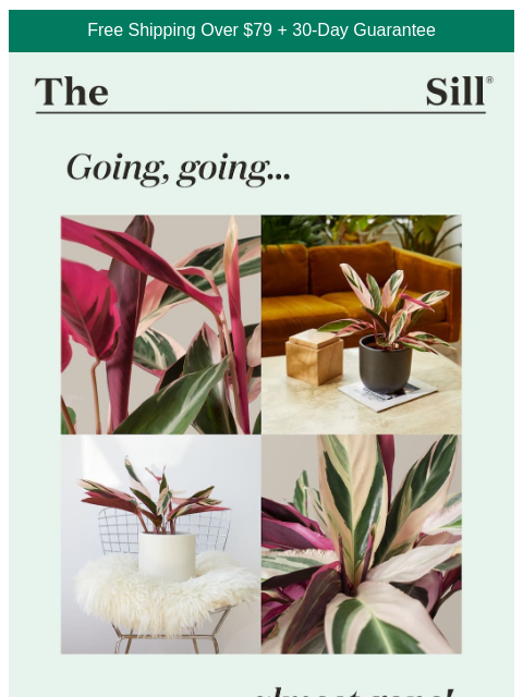 thesill newsletter: Say Goodbye to the Stromanthe Triostar 👋