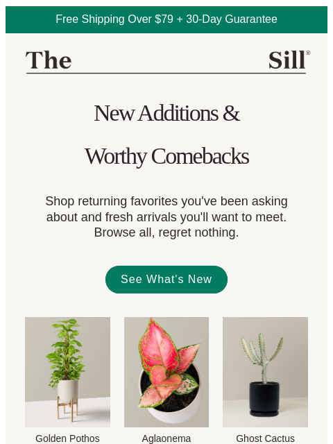 thesill newsletter: We're not responsible for what happens next