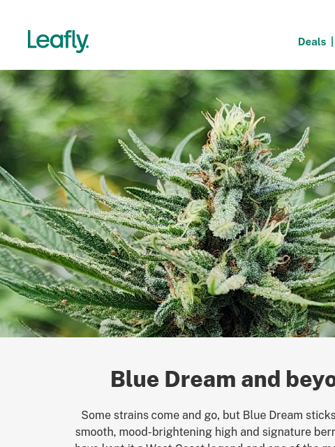 leafly newsletter: This strain's roots keep growing 🌱