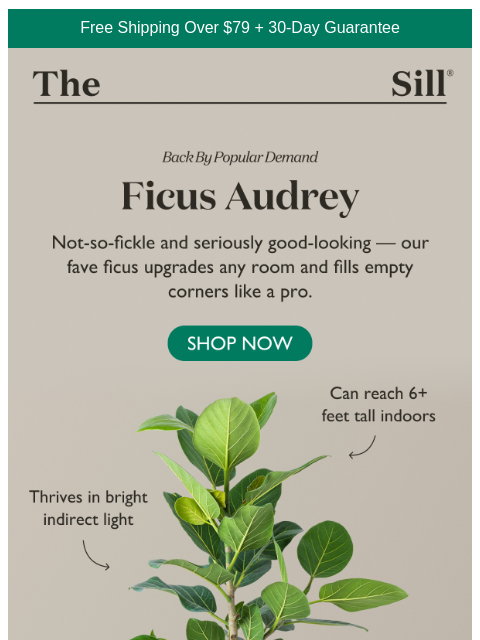 thesill newsletter: Makes it look like you hired a designer