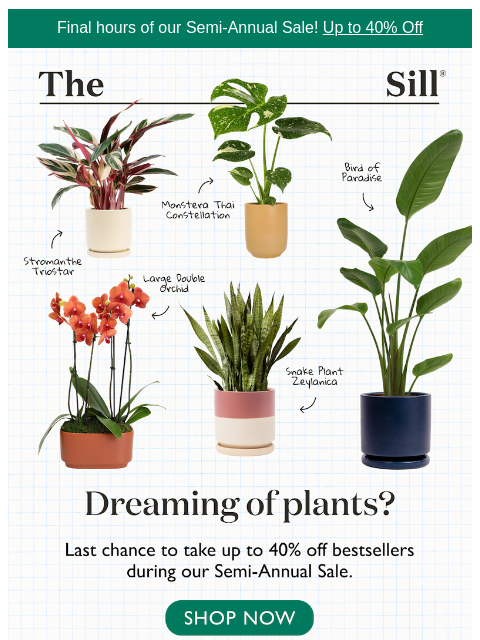 thesill newsletter: One more look before it's over?